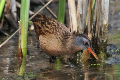 Virginia Rail