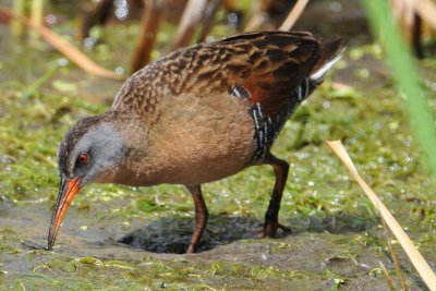 Virginia Rail