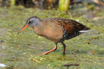 Virginia Rail