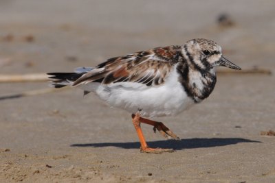 Ruddy Turnstone