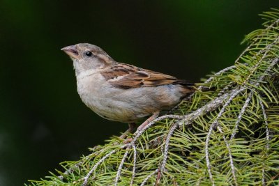 House Sparrow