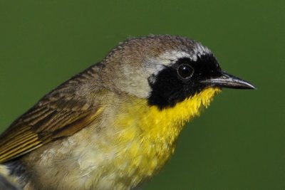 Common Yellow throat  Warbler