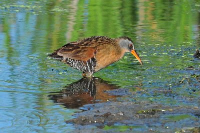 Virginia Rail