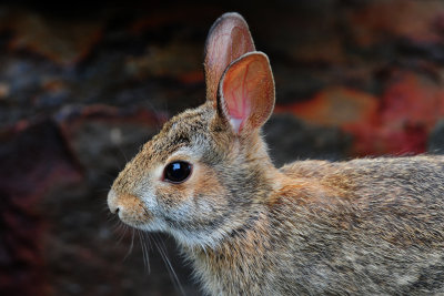 Cottontail Rabbit