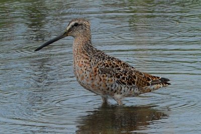 Short-billed Dowitcher