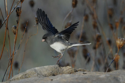 Dark-eyed Junco