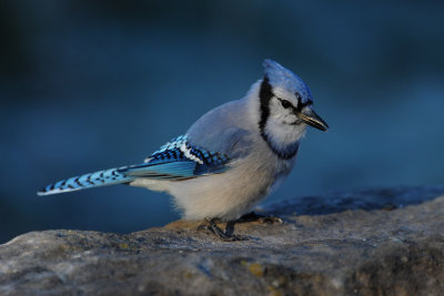  Blue Jay