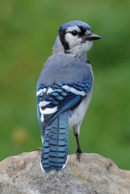 Blue Jay