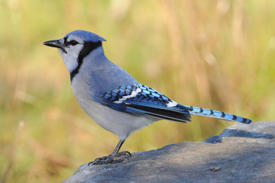 Blue Jay