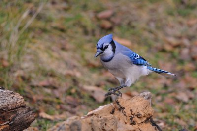 Blue Jay