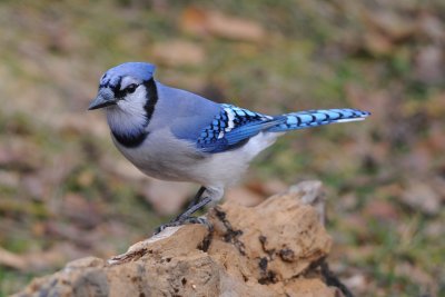 Blue Jay