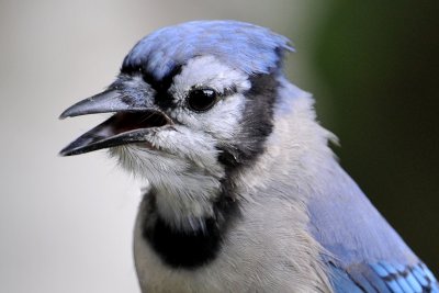 Blue Jay