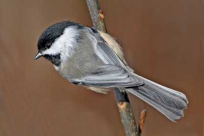 Black-capped Chickadee