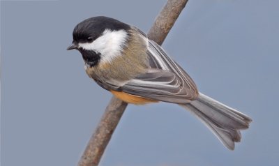 Black-Capped Chickadee