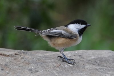 Black-capped Chickadee