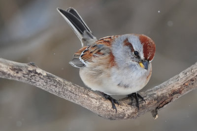 American Tree Sparrow