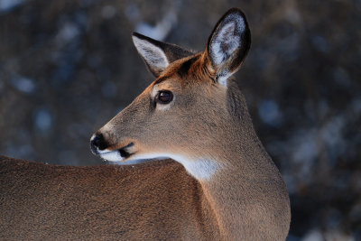 White- tailed Deer