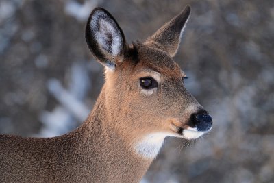White- tailed Deer