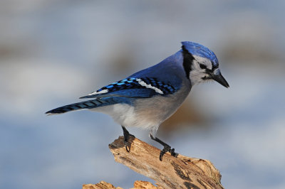 Blue Jay