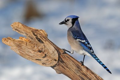 Blue Jay