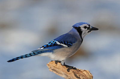 Blue Jay