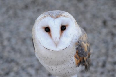 Juvenile Barn Owl
