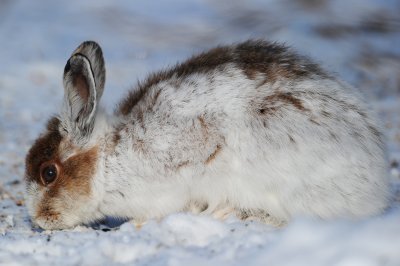 Snowshoe Hare