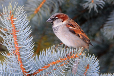 House Sparrow