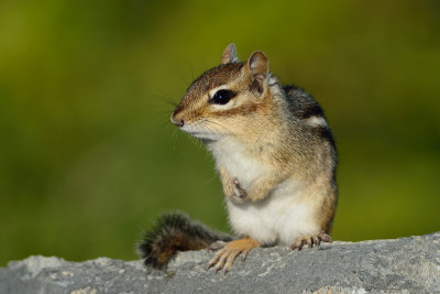 Eastern Chipmunk