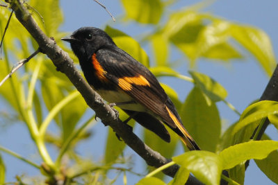 American Redstart