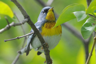 Northern Parula