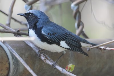 Black-throated Blue Warbler