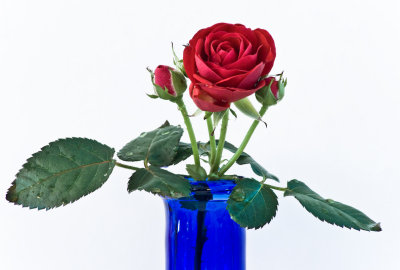 Red rose for blue PBasers