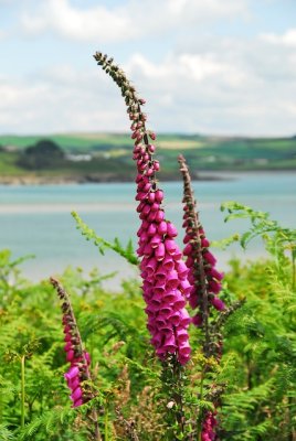 West Cork