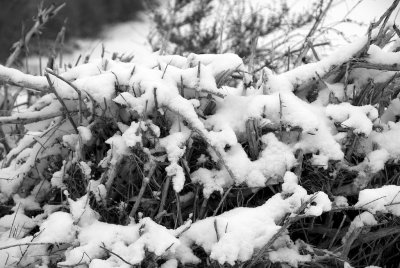 DSC_9749.jpg