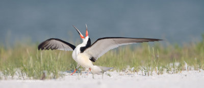 birds