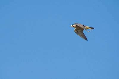 halcon2.jpg