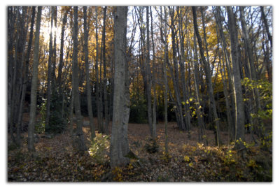 Forest_DSC0253.jpg