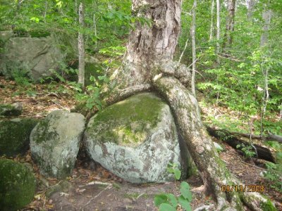 Rock hugging tree