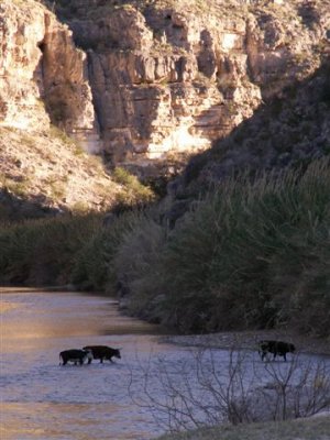 cows crossing into mexico
