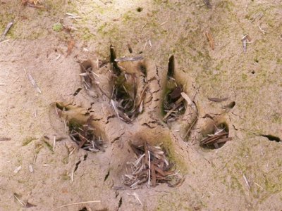 mountain lion track
