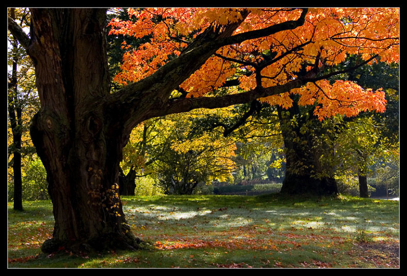 Old Tree
