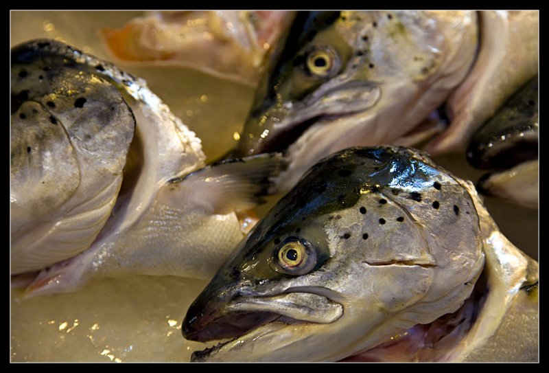 Seafood market