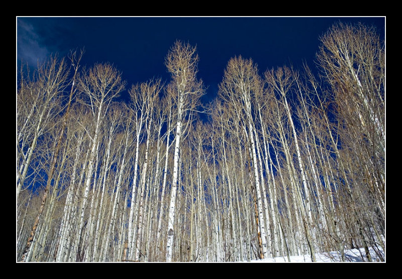 Aspen Trees
