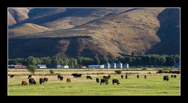 Cattle Farm