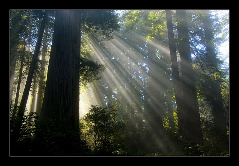 Morning Fog