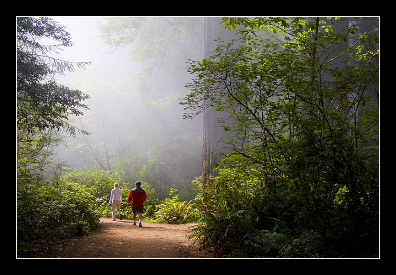 Morning Fog