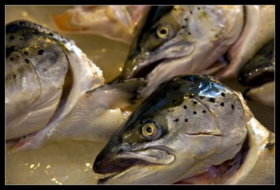 Seafood market