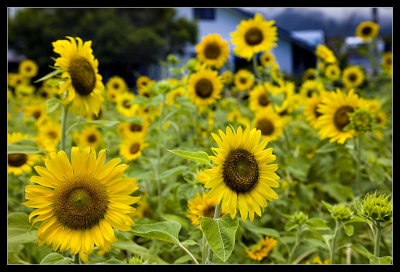 Sun Flowers
