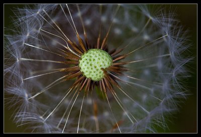 Dandelion